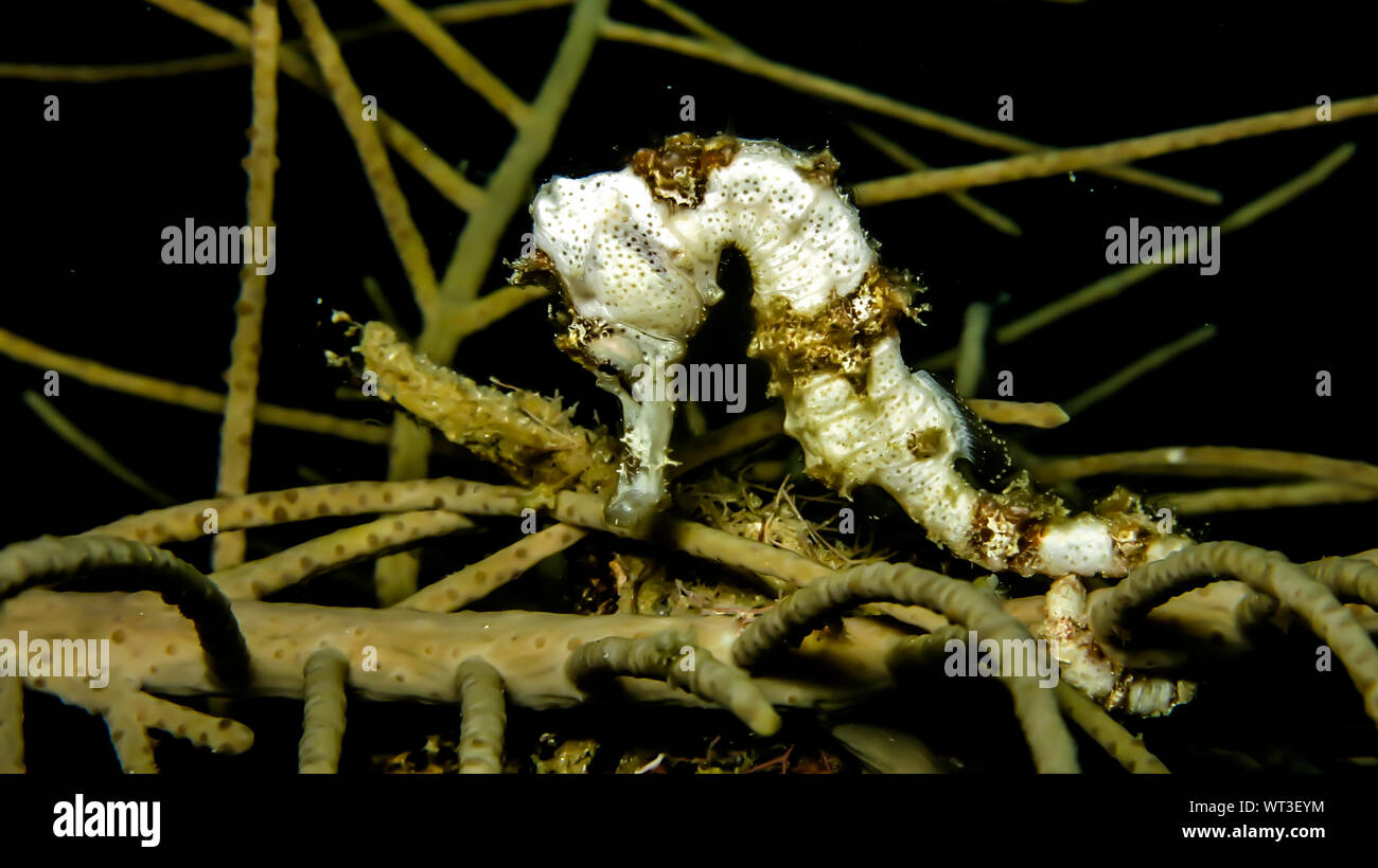 Close-up Of Long Snout Seahorse Undersea Stock Photo