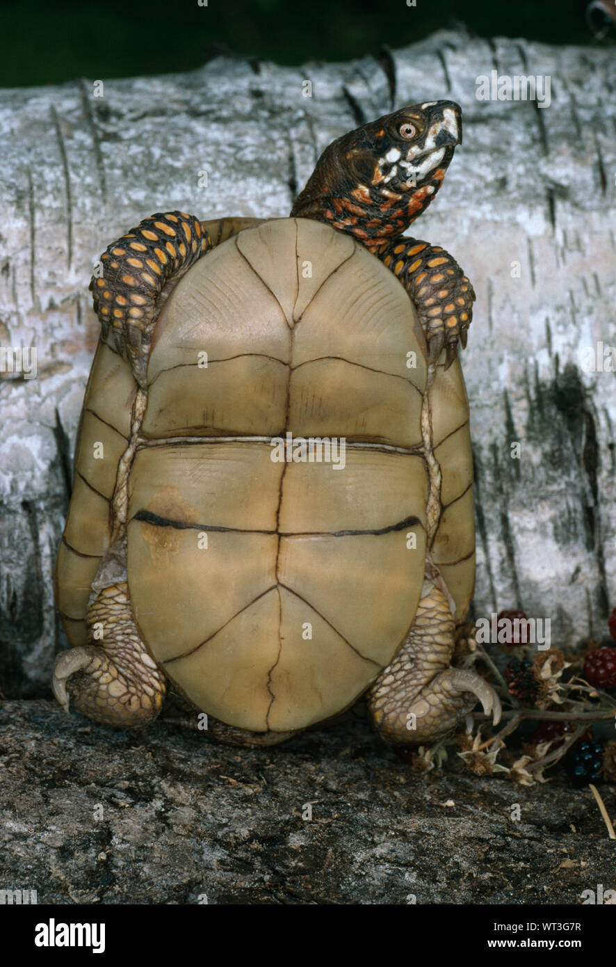 THREE-TOED BOX TURTLE (Terrapene carolina triunguis}. Positioned to show the underside (plastron) showing the midway hinge across the ventral surface, Stock Photo