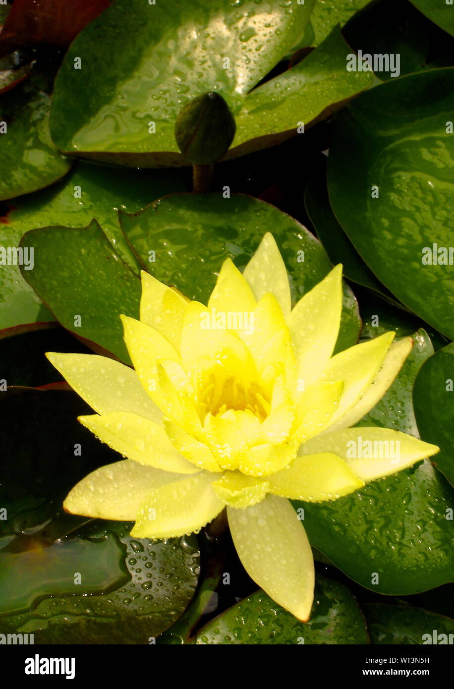 Yellow water lotus hi-res stock photography and images - Alamy
