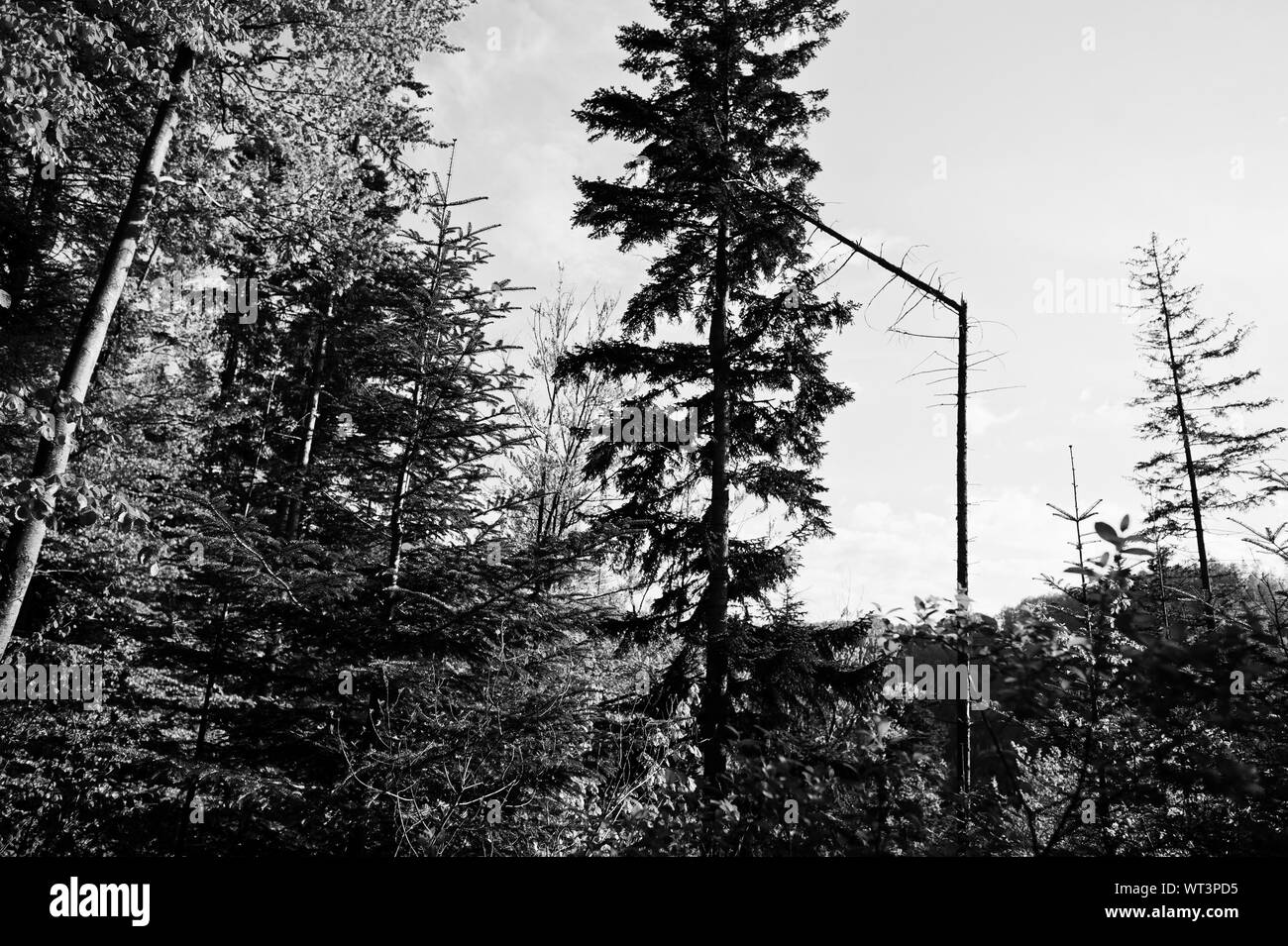 Sunny weather in alps Black and White Stock Photos & Images - Alamy