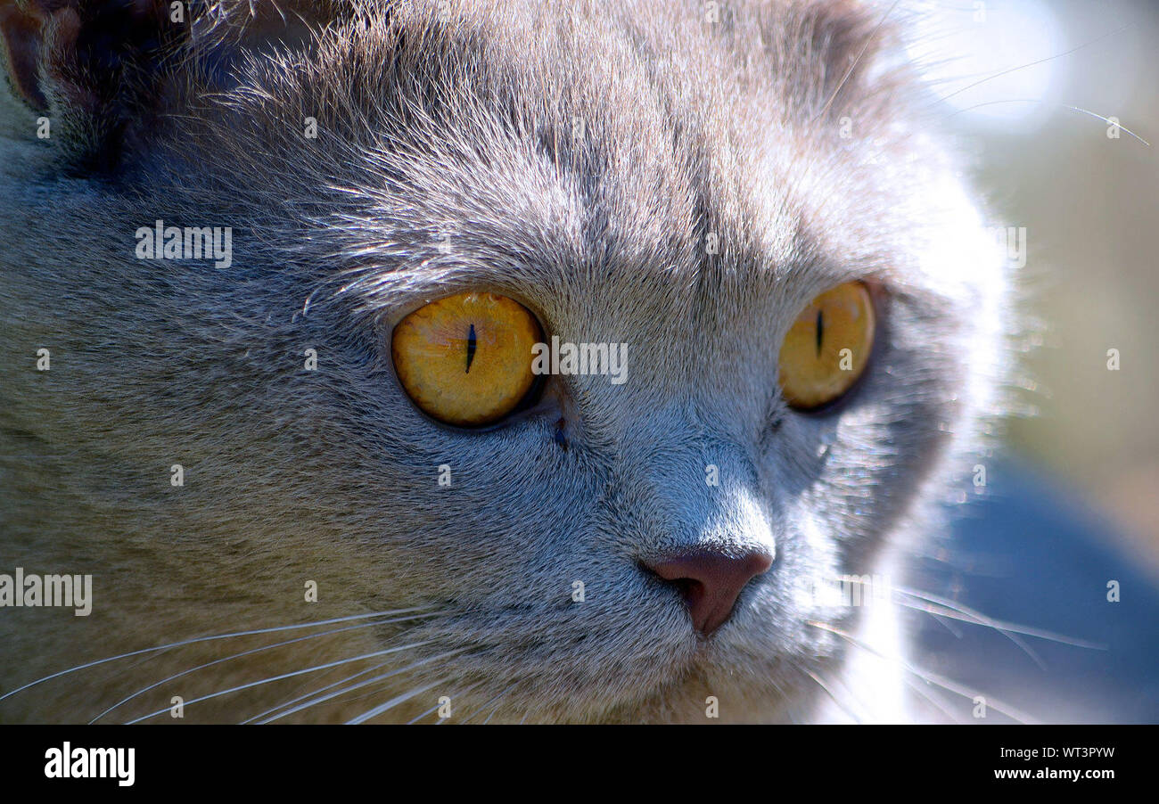Close-up Of Cat With Yellow Eyes Stock Photo