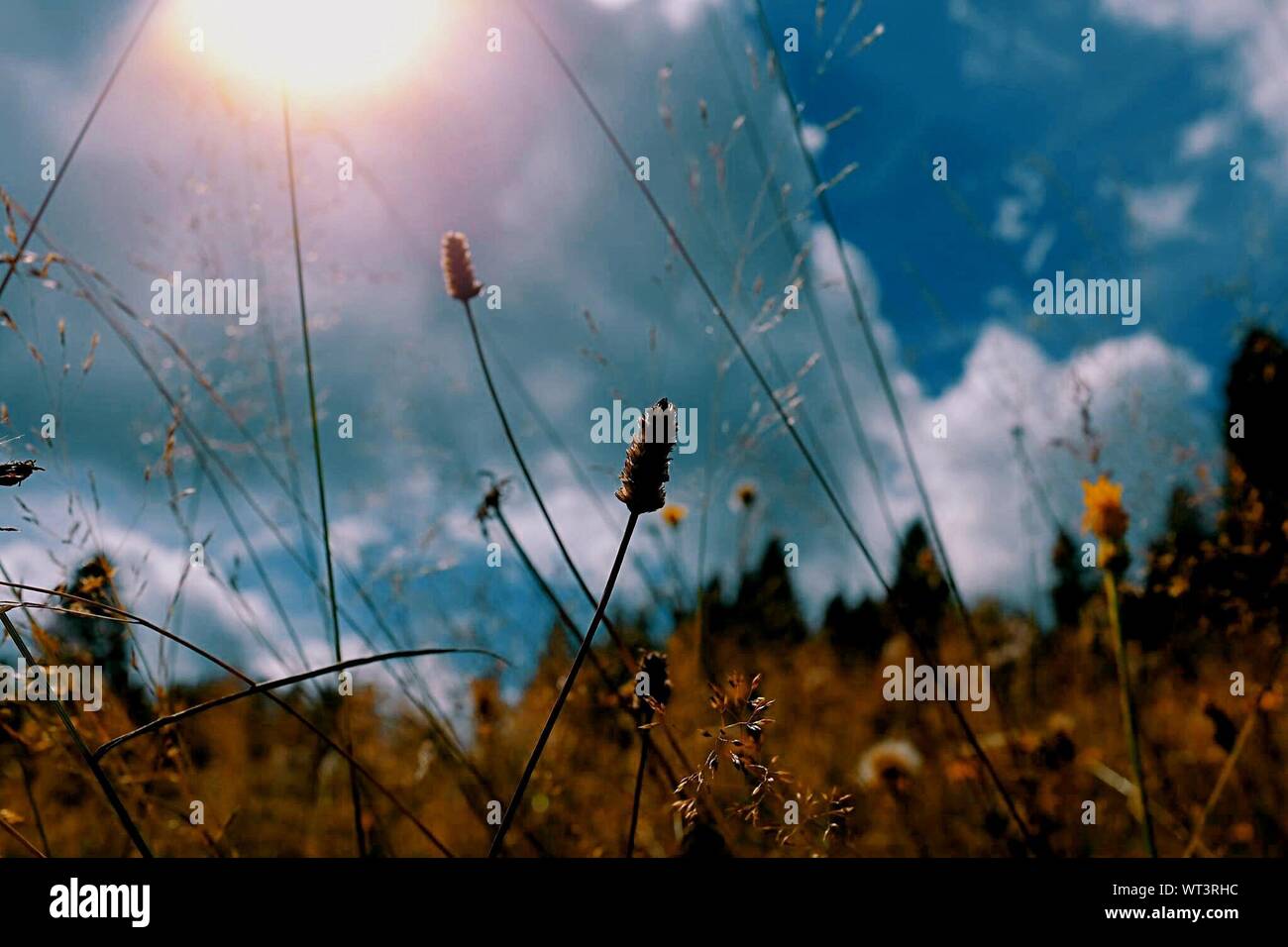 Sun Shining On Plants High Resolution Stock Photography And Images Alamy