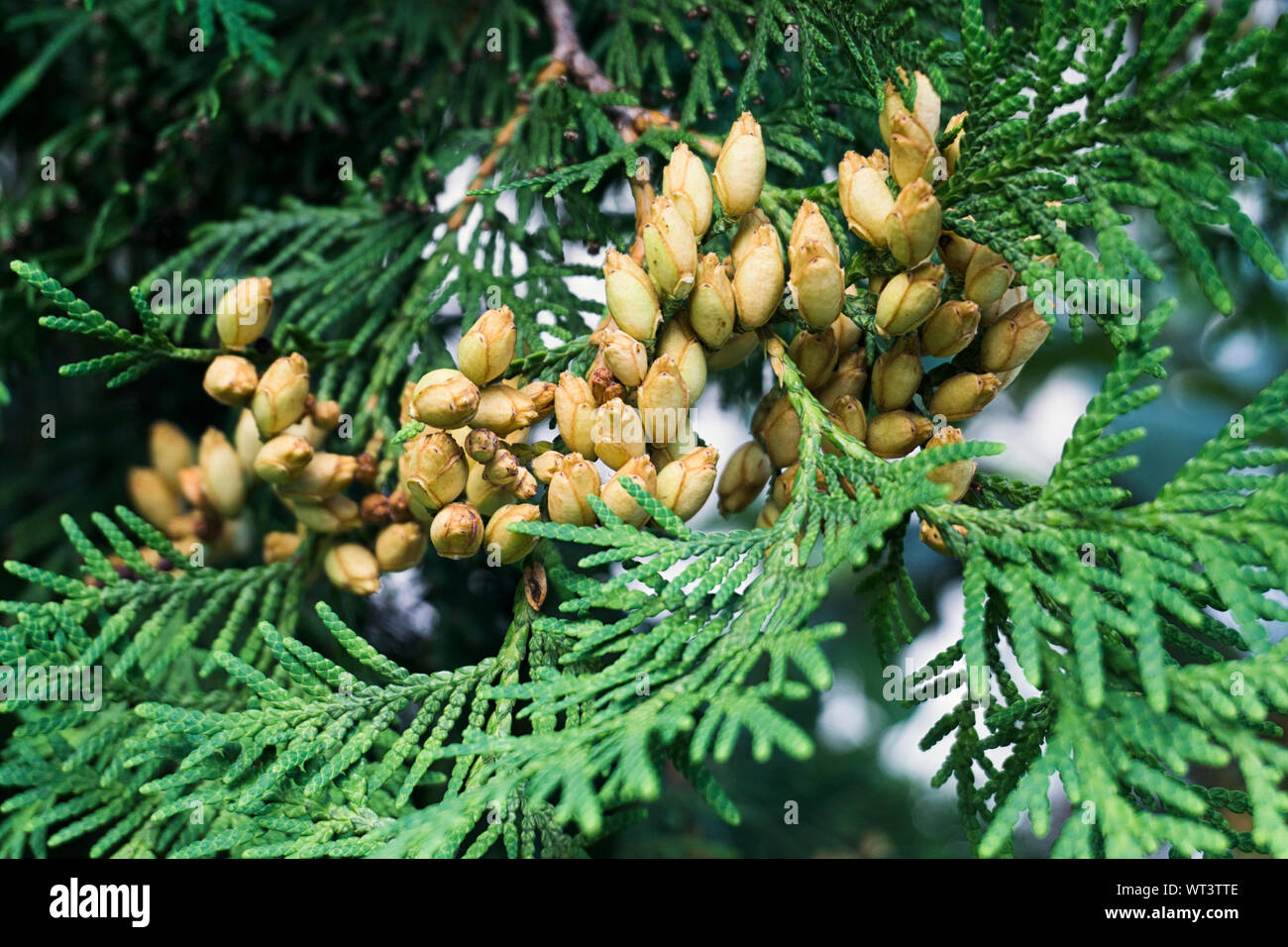 Conifer Thuja Orientalis: a close up of the immature seed cones. Thuja branch leaves with tiny cones Stock Photo