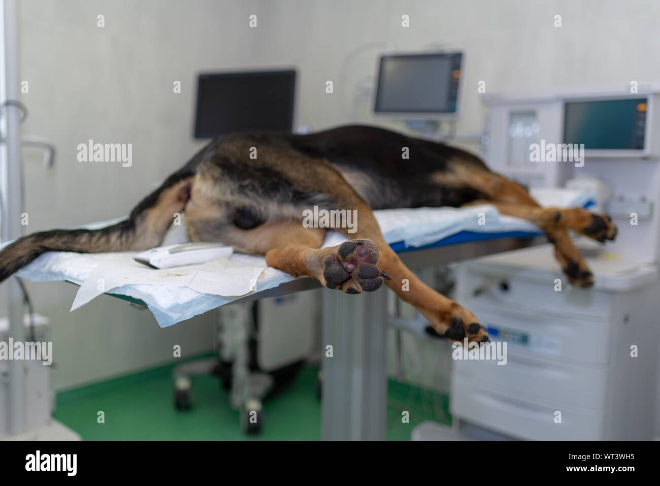 Large dog under anesthesia in veterinarian clinic Stock Photo Alamy