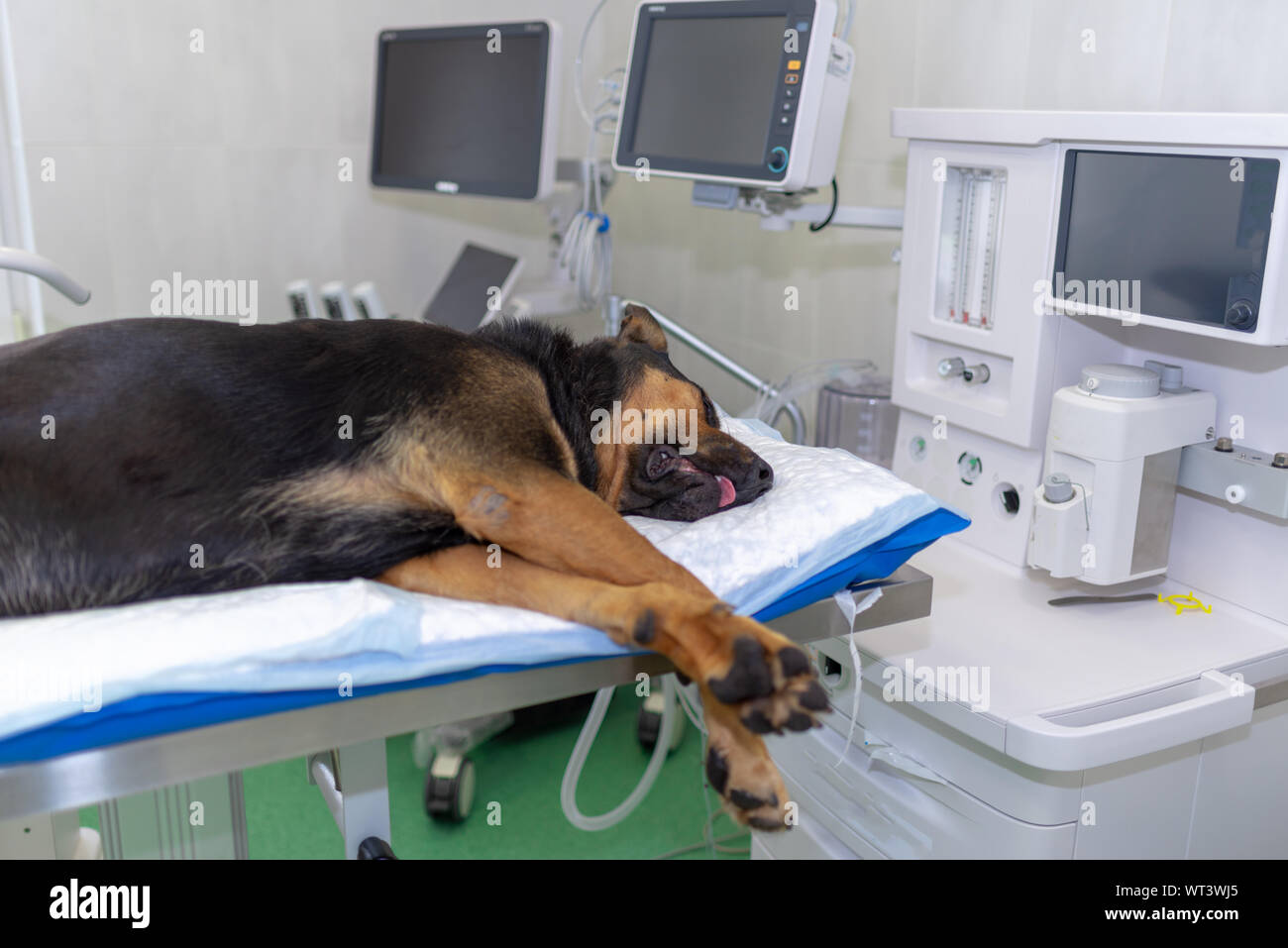 Large dog under anesthesia in veterinarian clinic Stock Photo Alamy