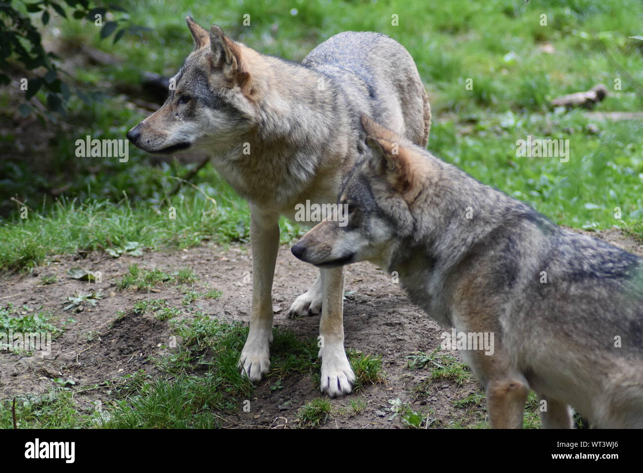 Common wolves hi-res stock photography and images - Alamy