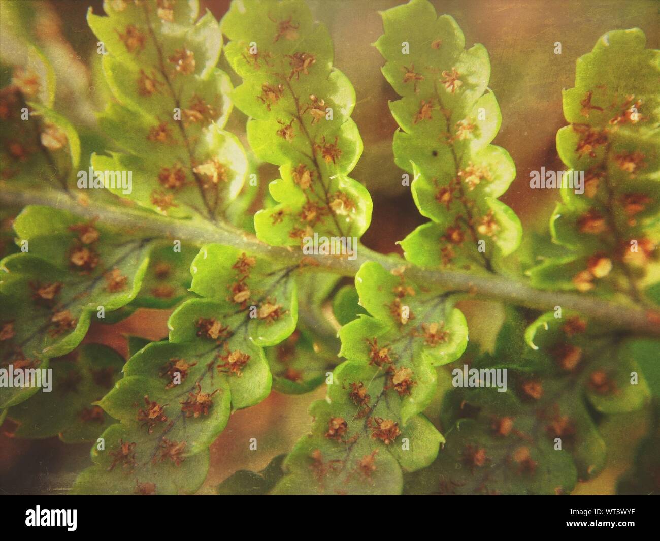Fern seed hires stock photography and images Alamy
