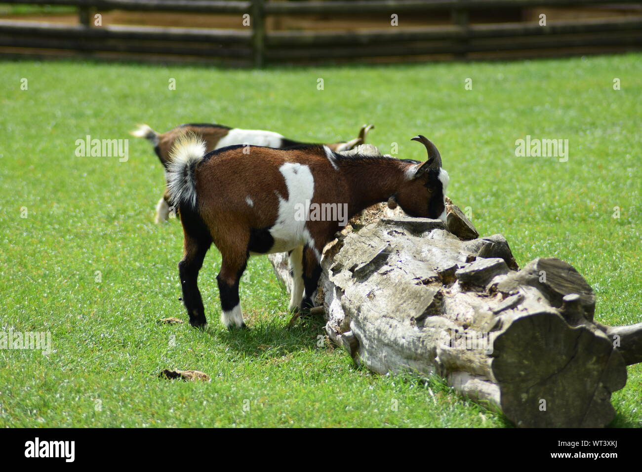 African pygmy goats Stock Photo