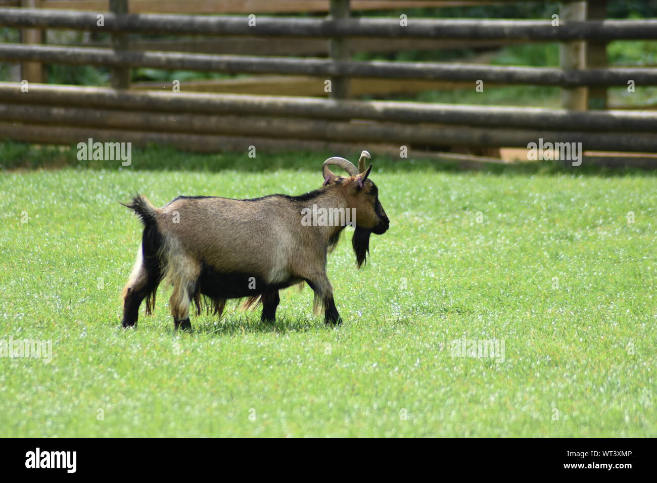African pygmy goat Stock Photo Alamy