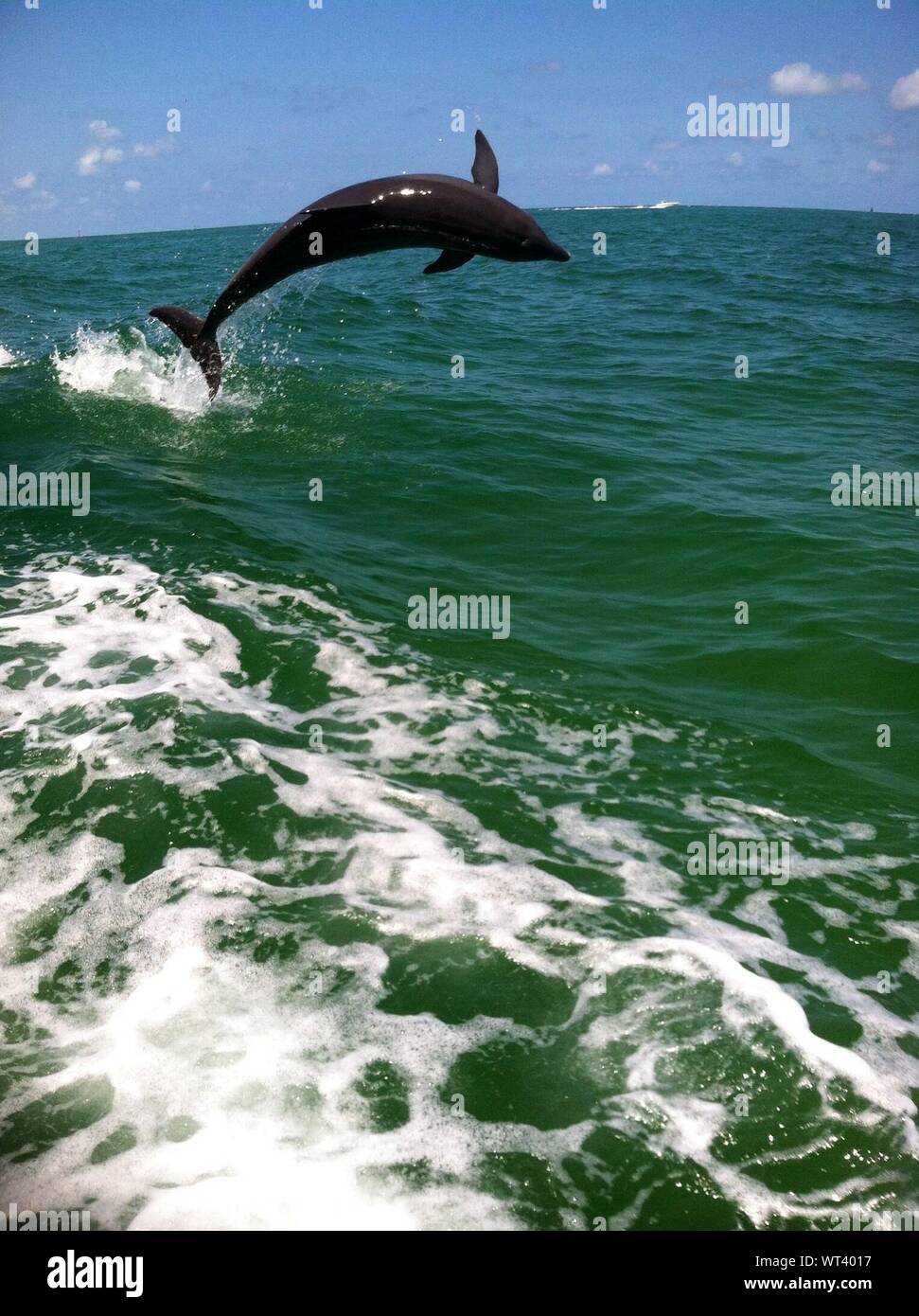 Dolphin Jumping In Sea Against Sky Stock Photo