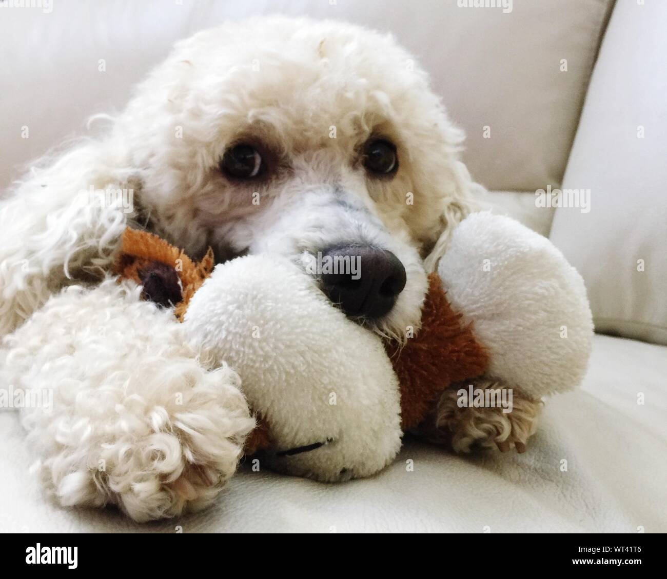 Poodle With Toy Laying Down On Sofa Stock Photo