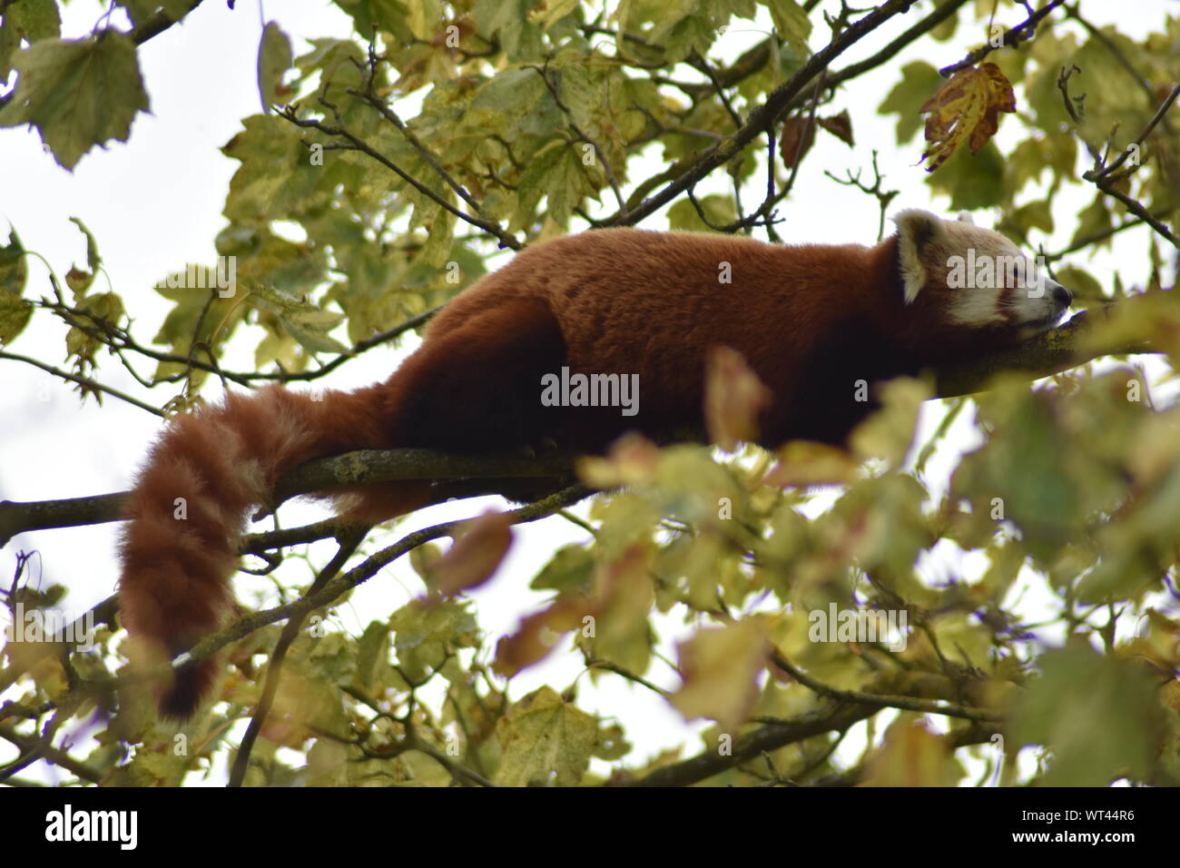 Red panda sleeping on tree branch Stock Photo