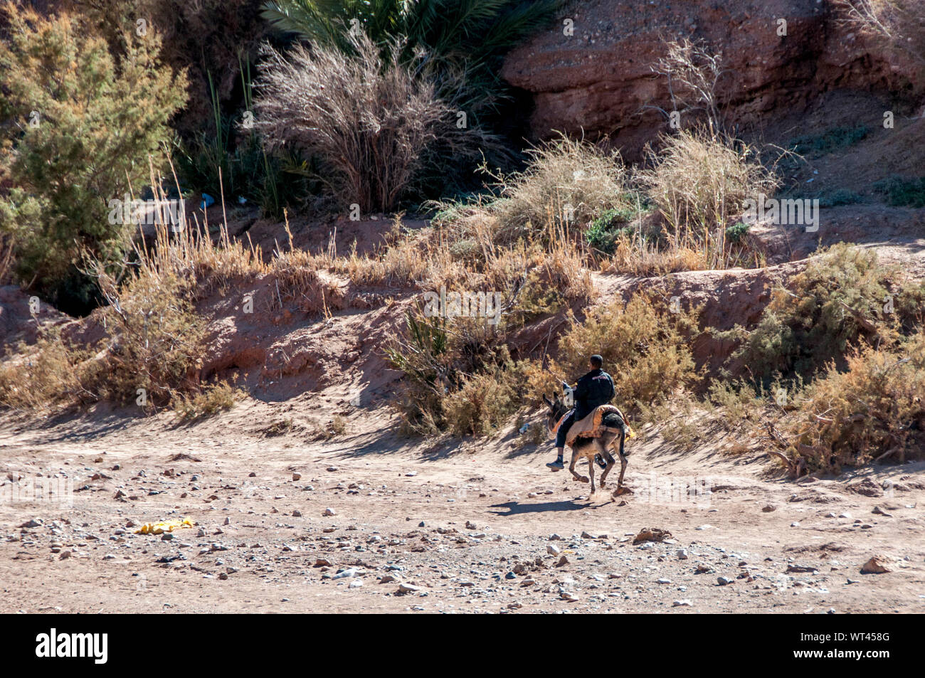 Rear Of Donkey High Resolution Stock Photography and Images - Alamy