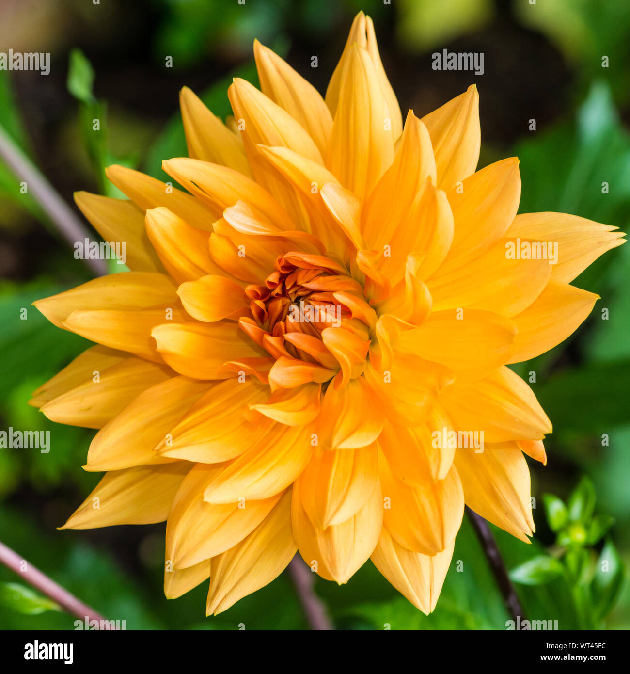 A macro shot of an orange dahlia noordwijks glorie bloom. Stock Photo