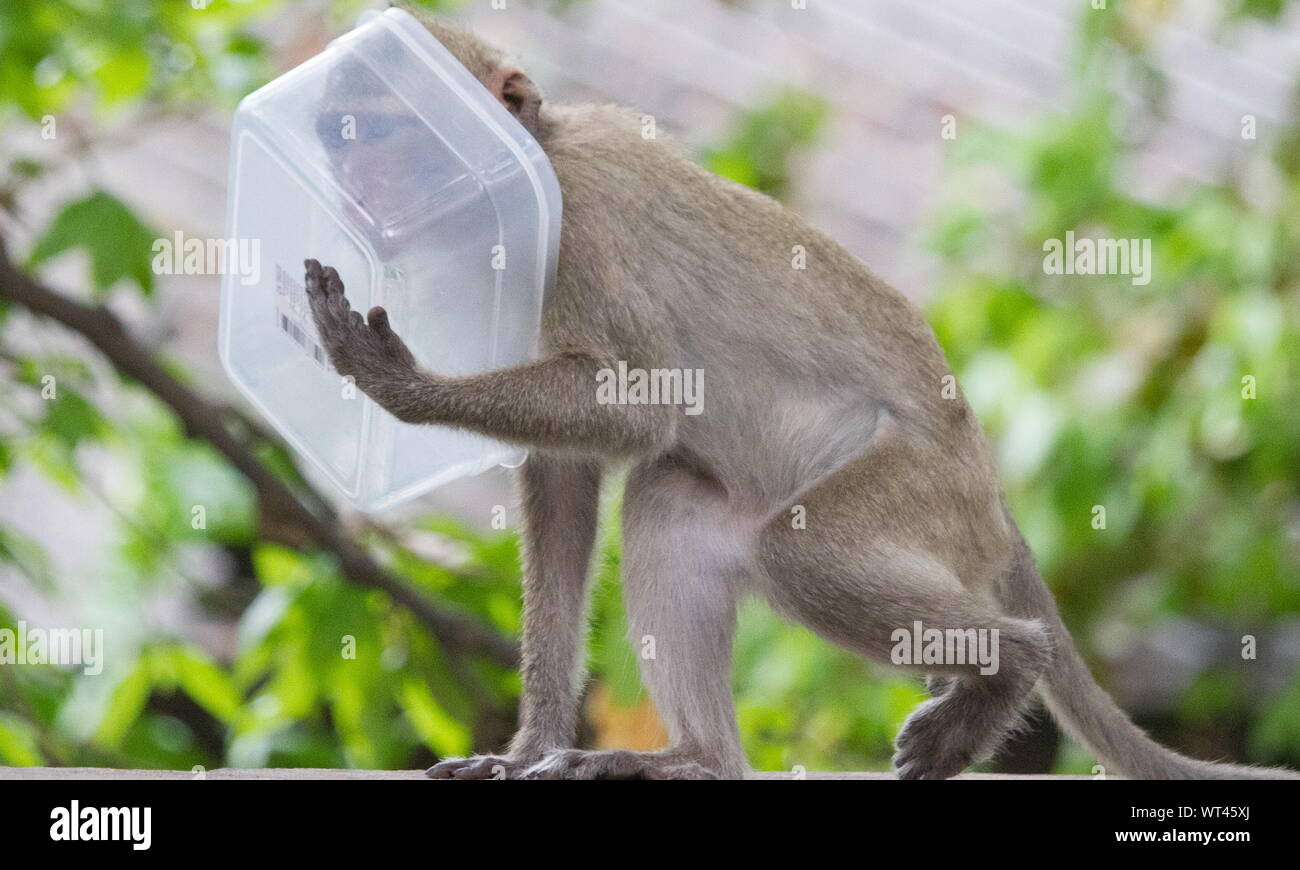 Close-up Of Monkey Holding Box Against Tree Stock Photo - Alamy
