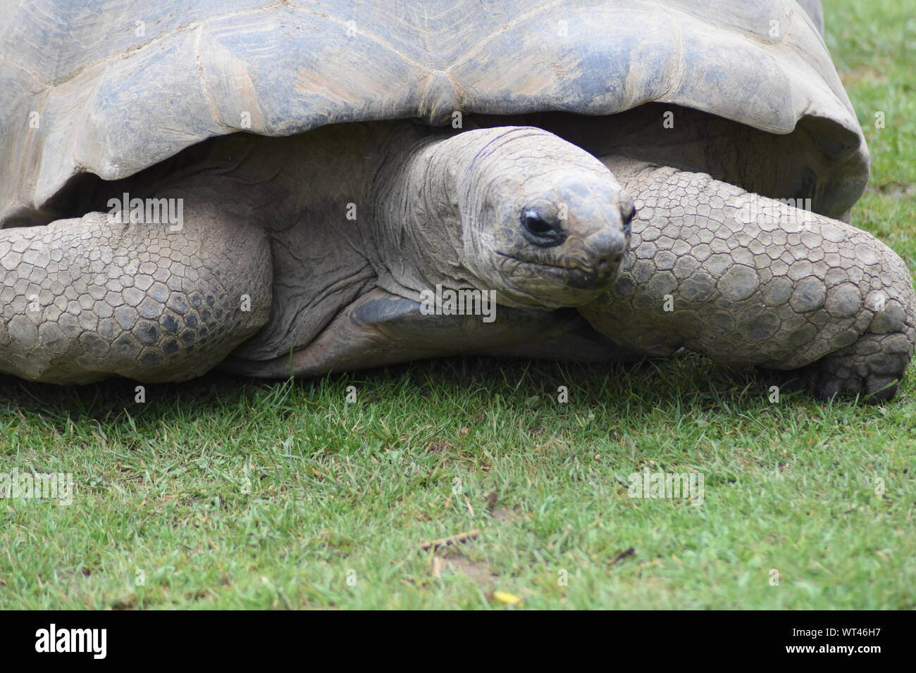 Giant tortoise close up Stock Photo - Alamy