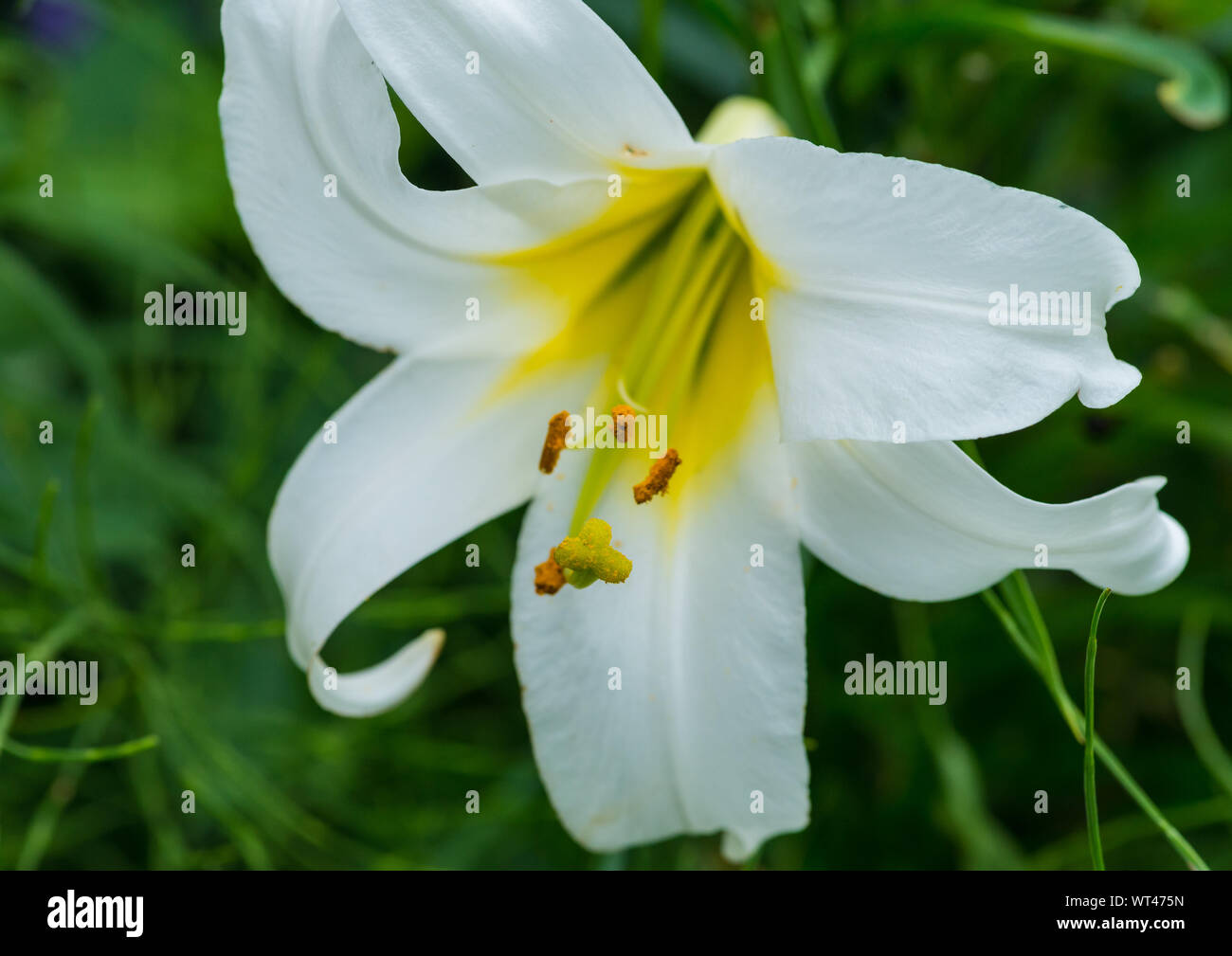 A macro shot of a white regal lily bloom. Stock Photo