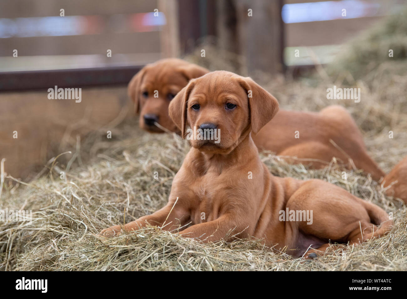 Red Labrador Puppies Outlet 57 Off Www Ingeniovirtual Com