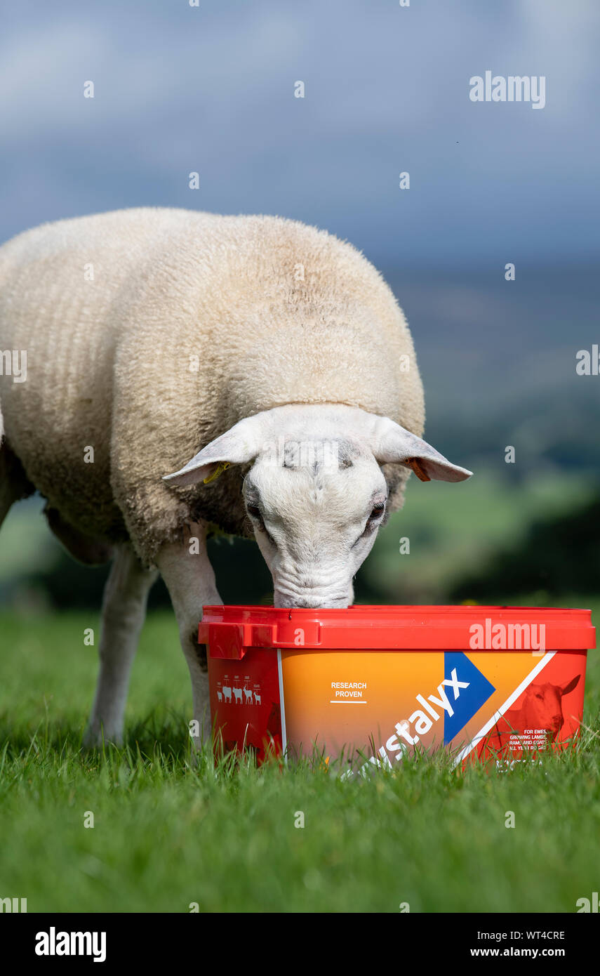 Flock of sheep eating from a feed supplement bucket which provides them with extra vitamins and minerals for better health. North Yorkshire, UK. Stock Photo