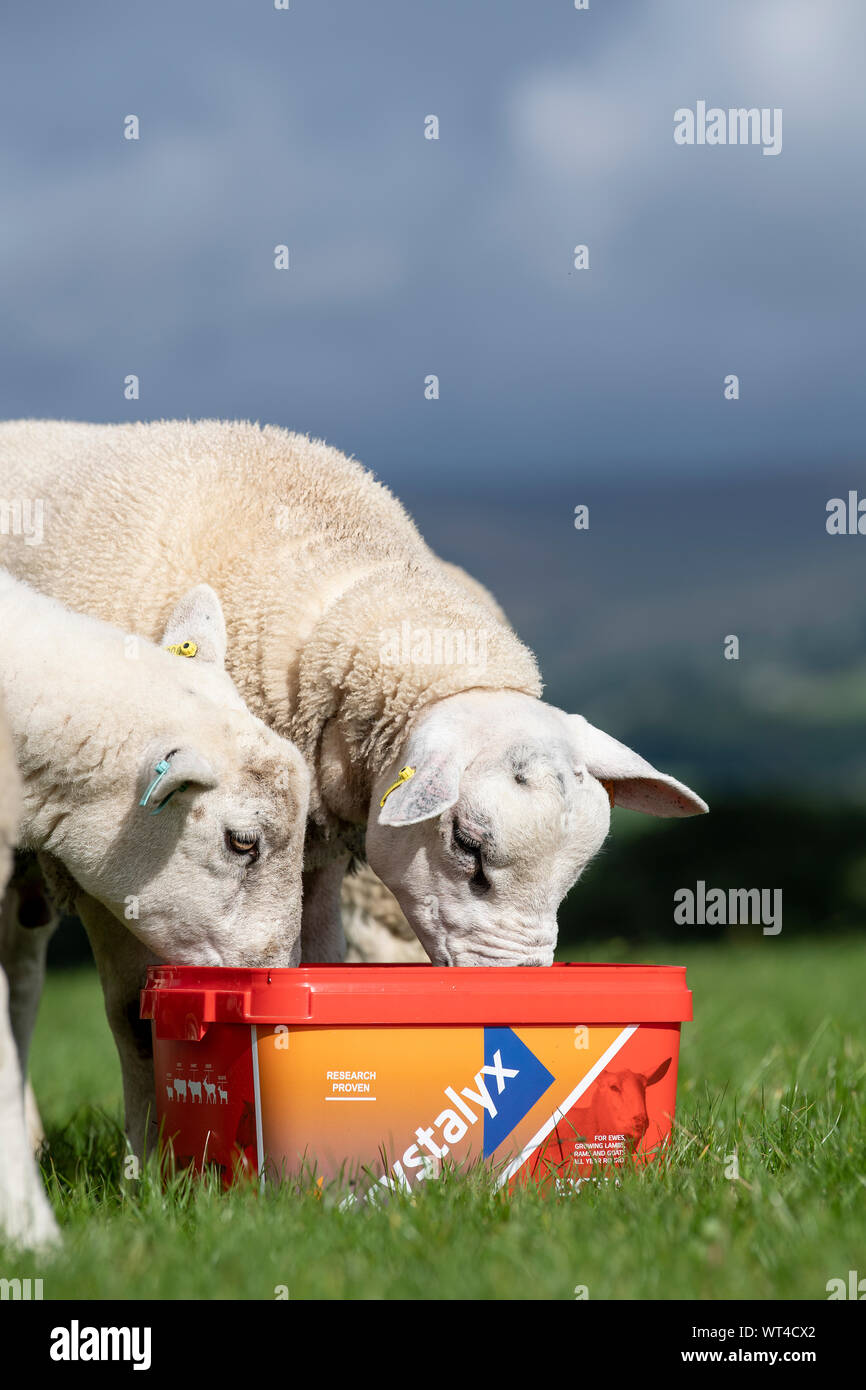 Flock of sheep eating from a feed supplement bucket which provides them with extra vitamins and minerals for better health. North Yorkshire, UK. Stock Photo