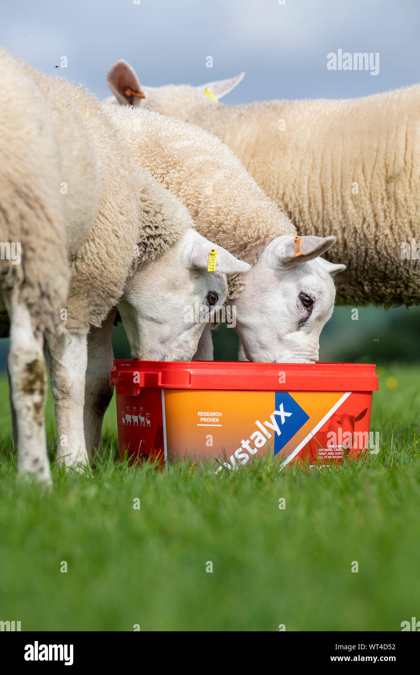 Flock of sheep eating from a feed supplement bucket which provides them