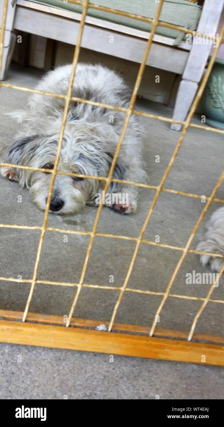 Dogs In Cage Stock Photo Alamy