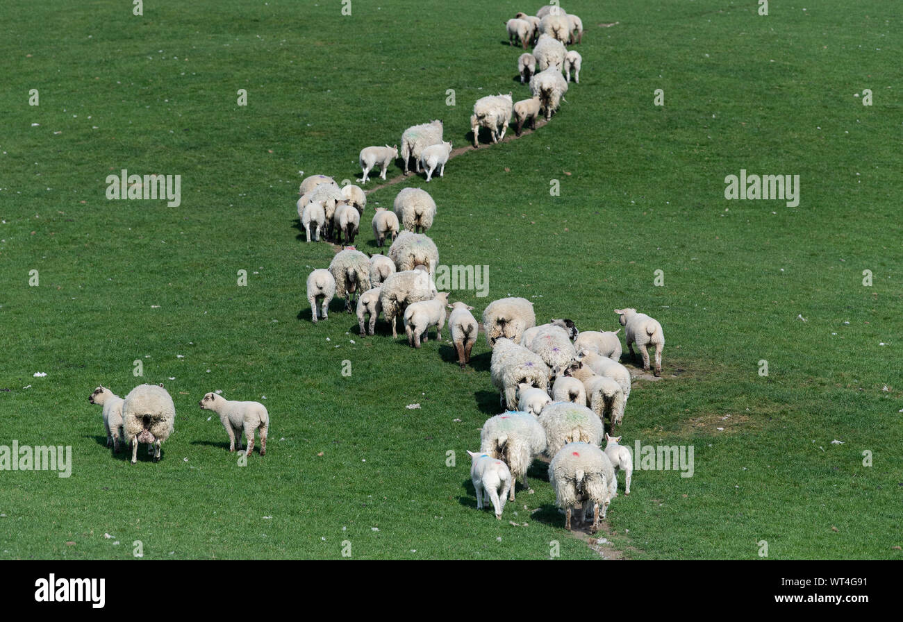 Sheep following each other up a trod, or track, across a field. Cumbria
