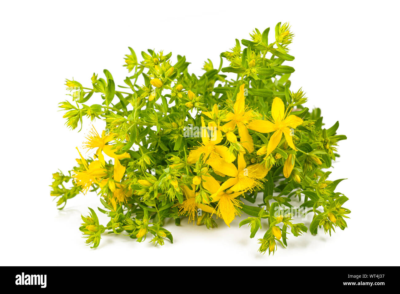 St. John's wort isolated on white background Stock Photo Alamy