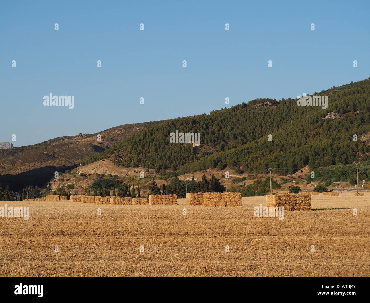 Bales of straw grass Stock Photo Alamy