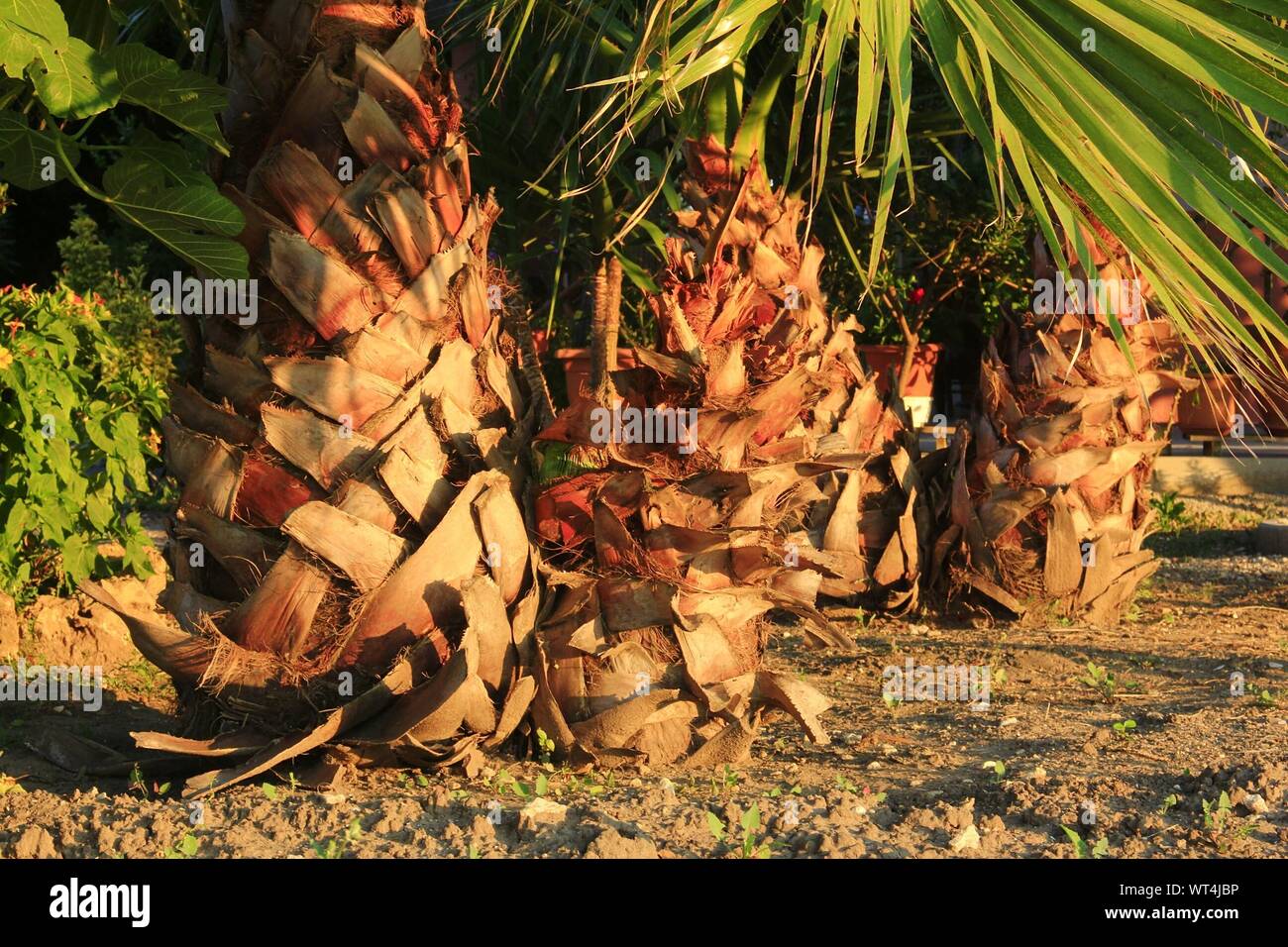 Palm Trees Growing On Field Stock Photo Alamy