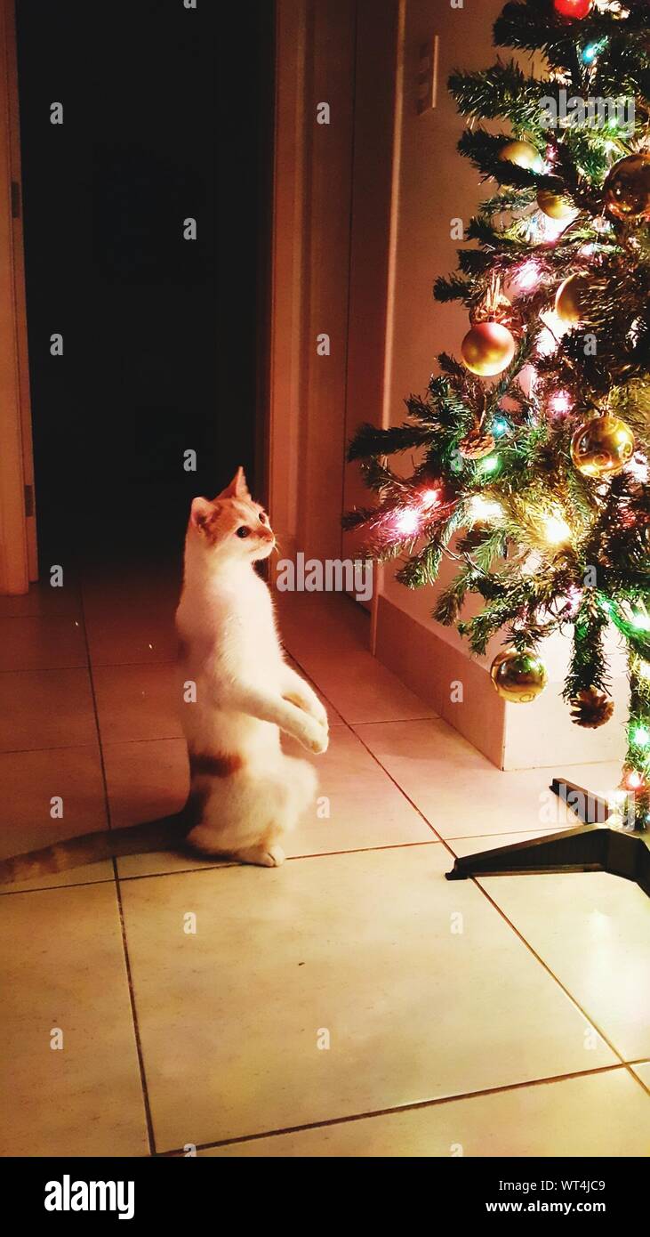 cat looking at christmas tree