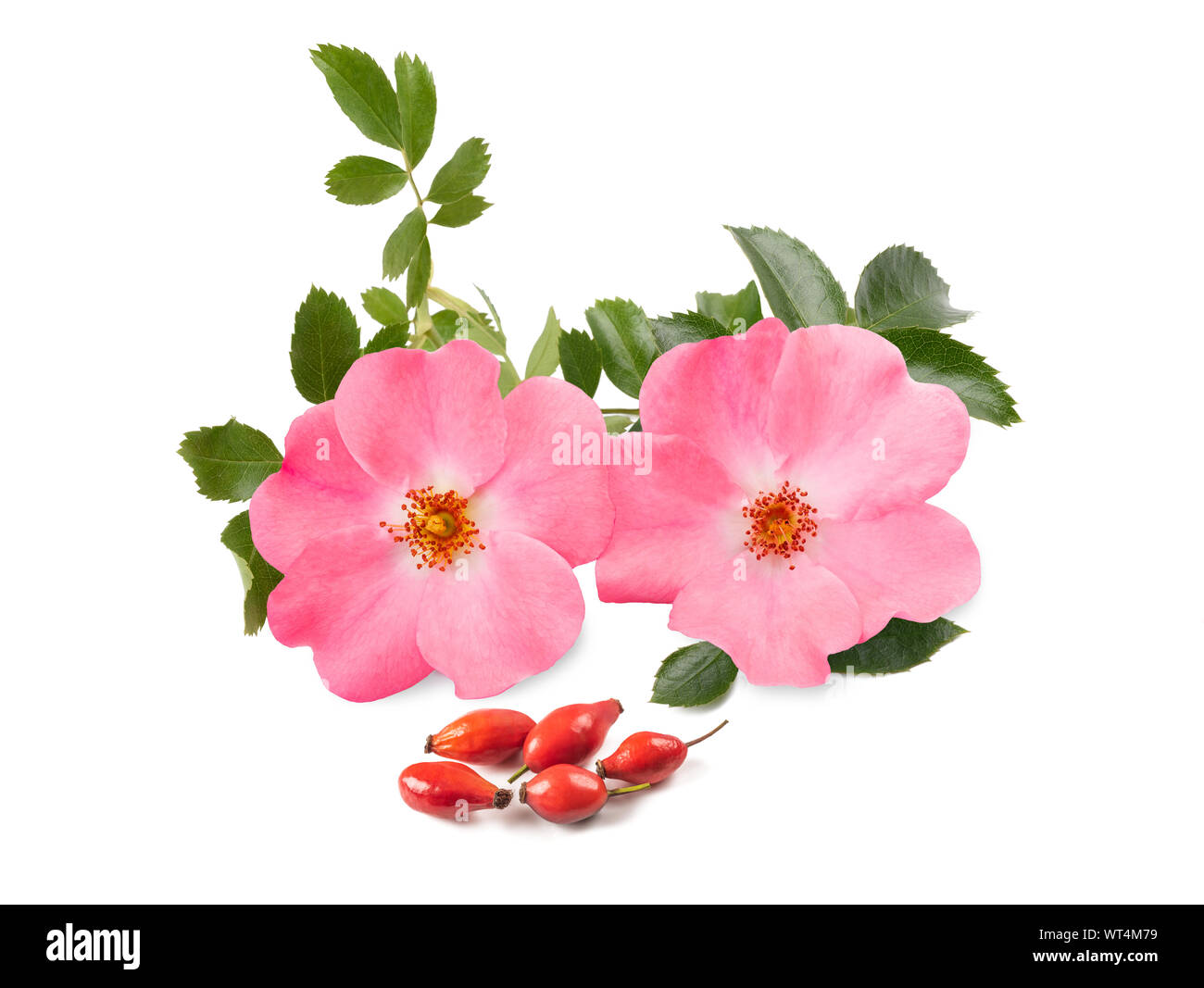 Dog rose ( rosa canina ) isolated on white background Stock Photo - Alamy
