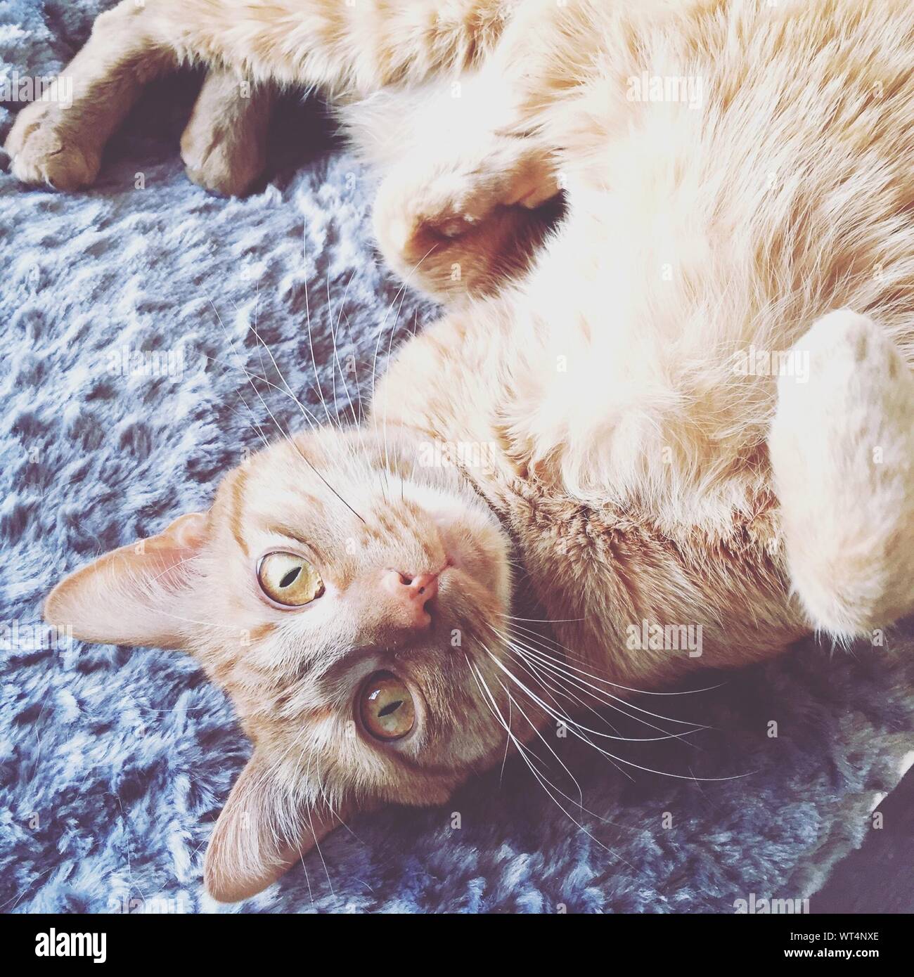 Cat Sleeping On The Ground Stock Photo Alamy