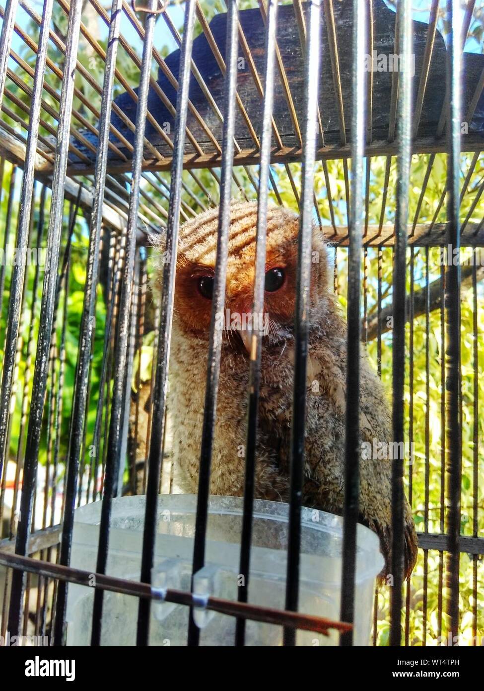 Owl In Cage Stock Photo - Alamy