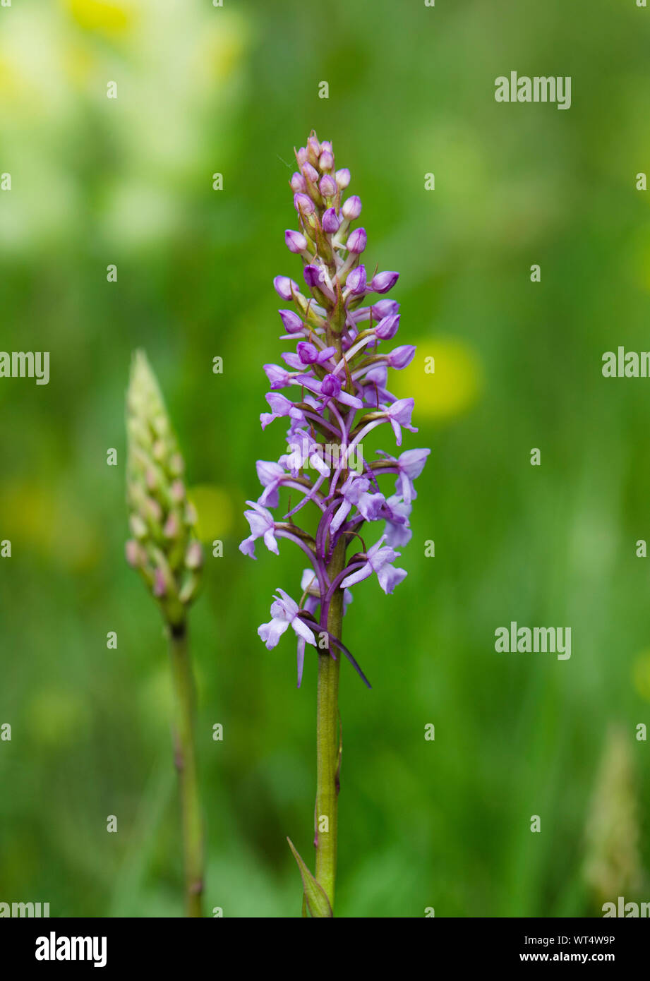 Fragrant orchid or marsh fragrant orchid (Gymnadenia conopsea) wild orchid in a meadow. Limburg, Netherlands. Stock Photo
