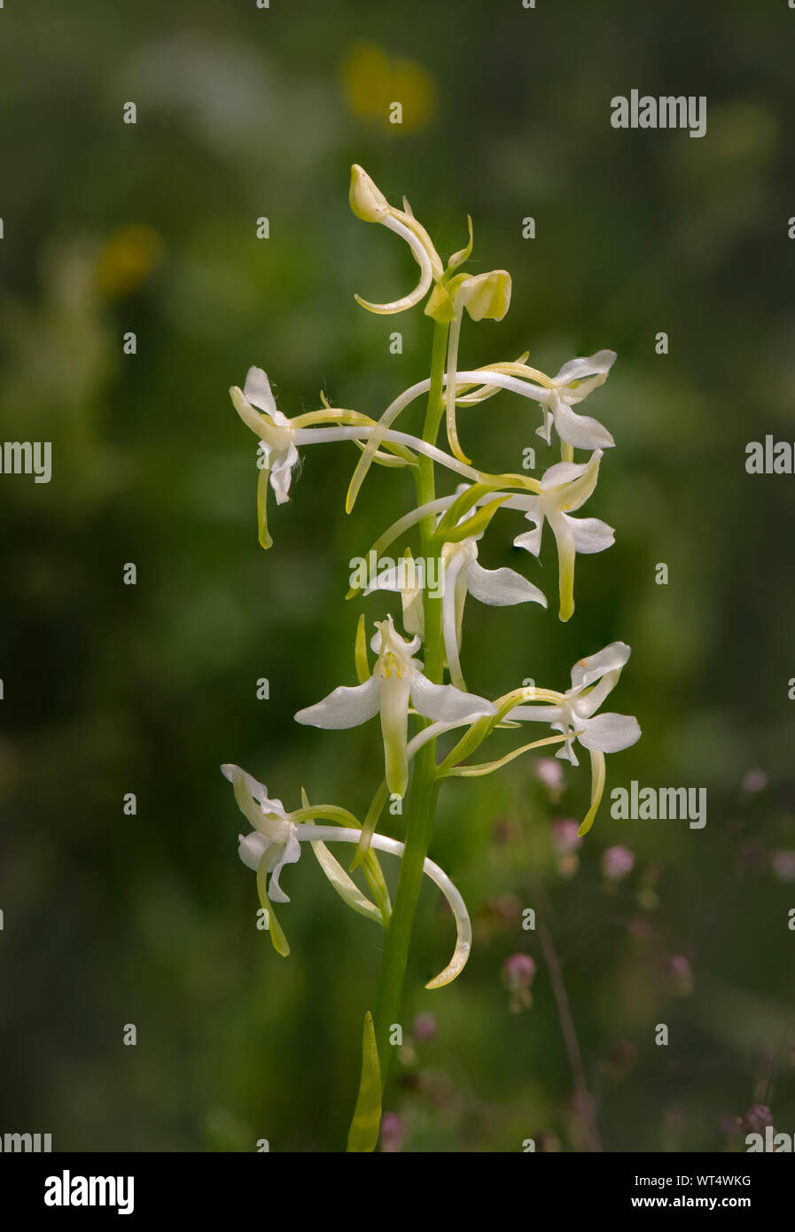 Lesser butterfly-orchid, (Platanthera bifolia) wild orchid in a meadow, Limburg, Netherlands. Stock Photo