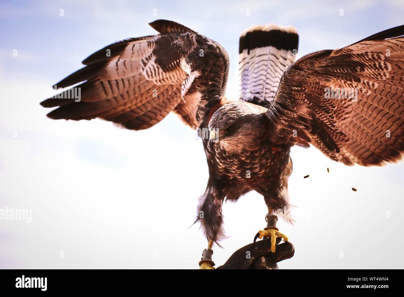 Hawk wings spread hi-res stock photography and images - Alamy
