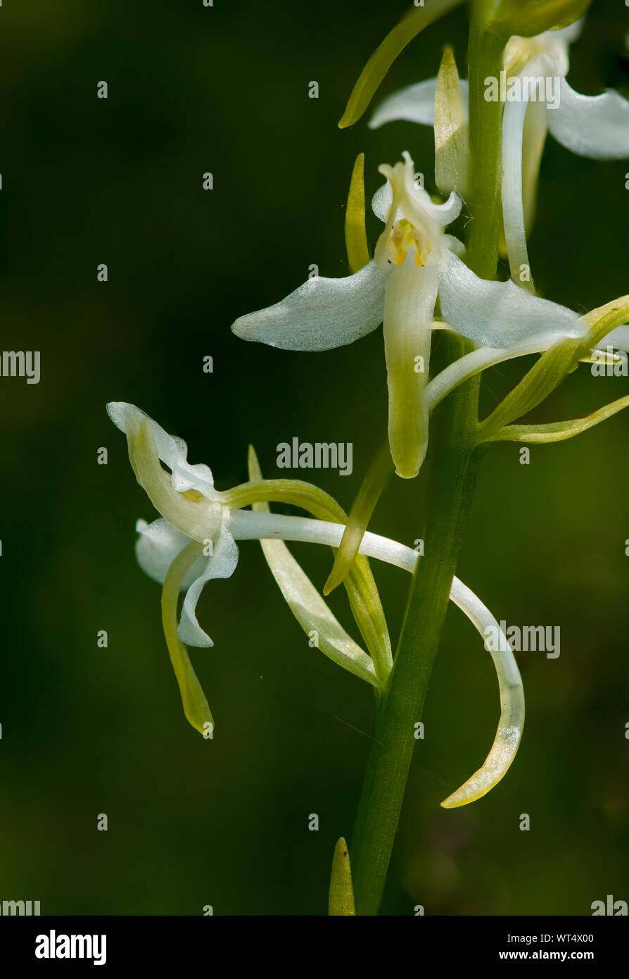 Lesser butterfly-orchid, (Platanthera bifolia) wild orchid in a meadow, Limburg, Netherlands. Stock Photo