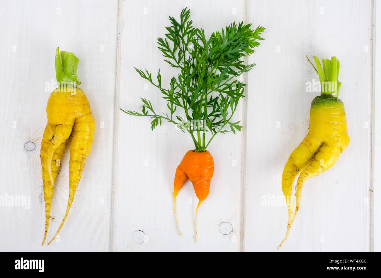 Ugly shaped vegetables, food. Deformed  fresh organic carrots. Misshapen produce. Studio Photo Stock Photo