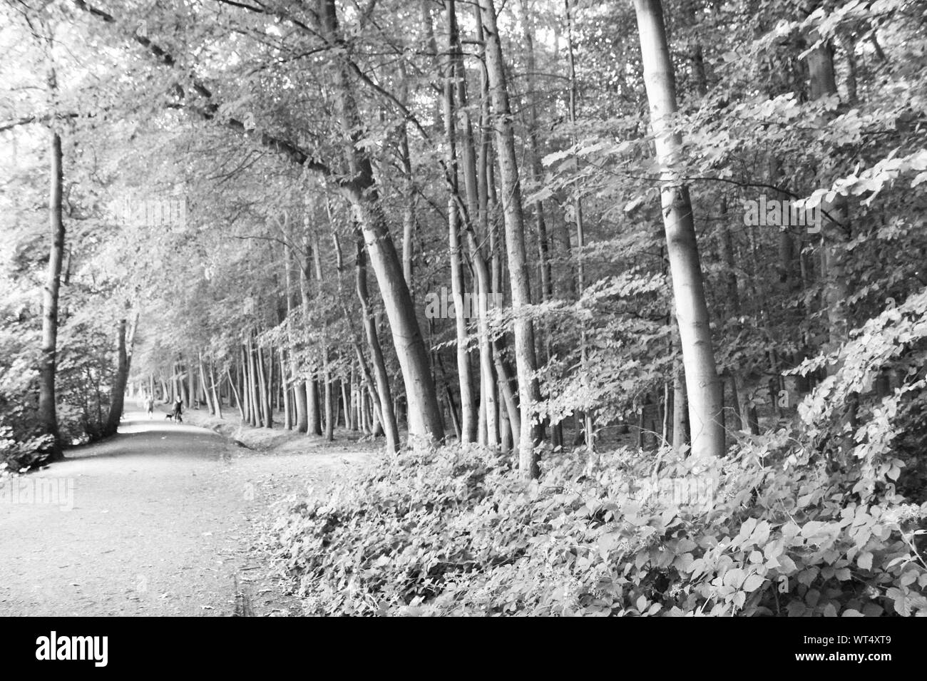 Road Amidst Trees In Forest Stock Photo - Alamy