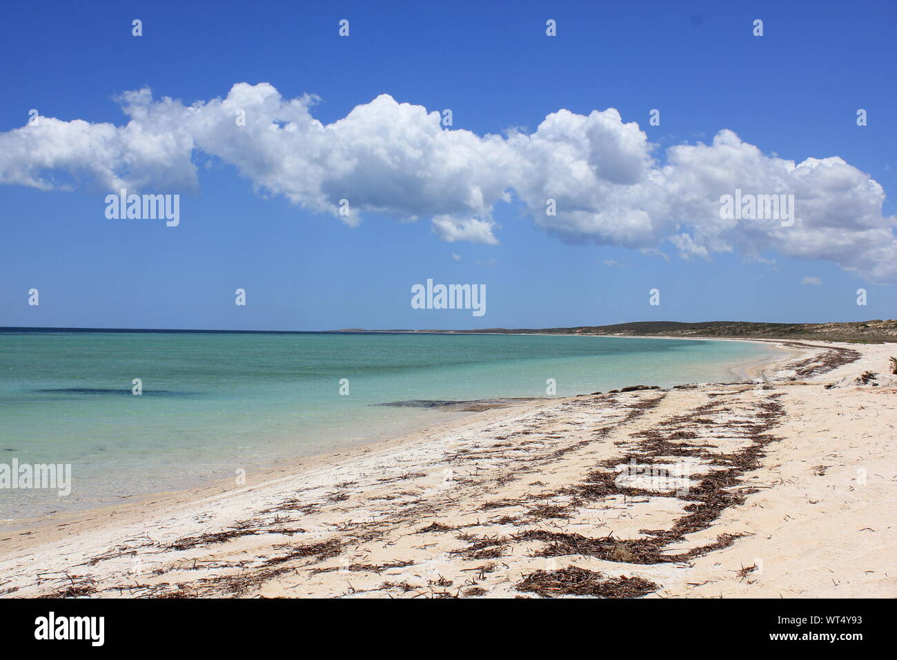 Shell beach in Shark Bay, Western Australia. Beach made of shells instead of sand, because of the high salinity, the mollusc live only for 18 months. Stock Photo