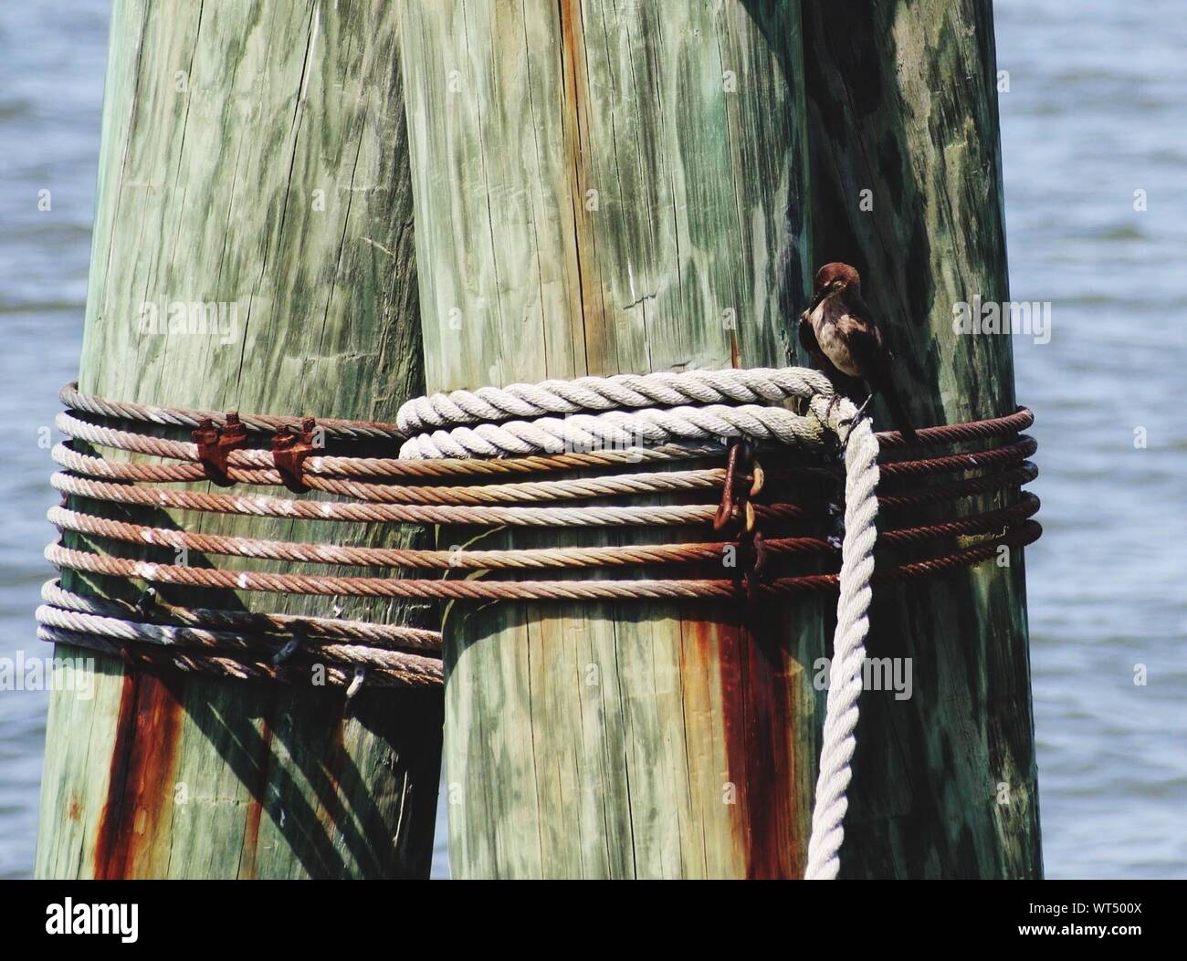 Rope around pole hires stock photography and images Alamy