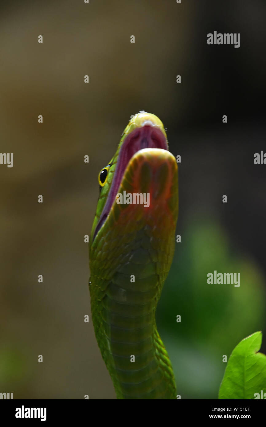 Close-up Of Snake Stock Photo - Alamy