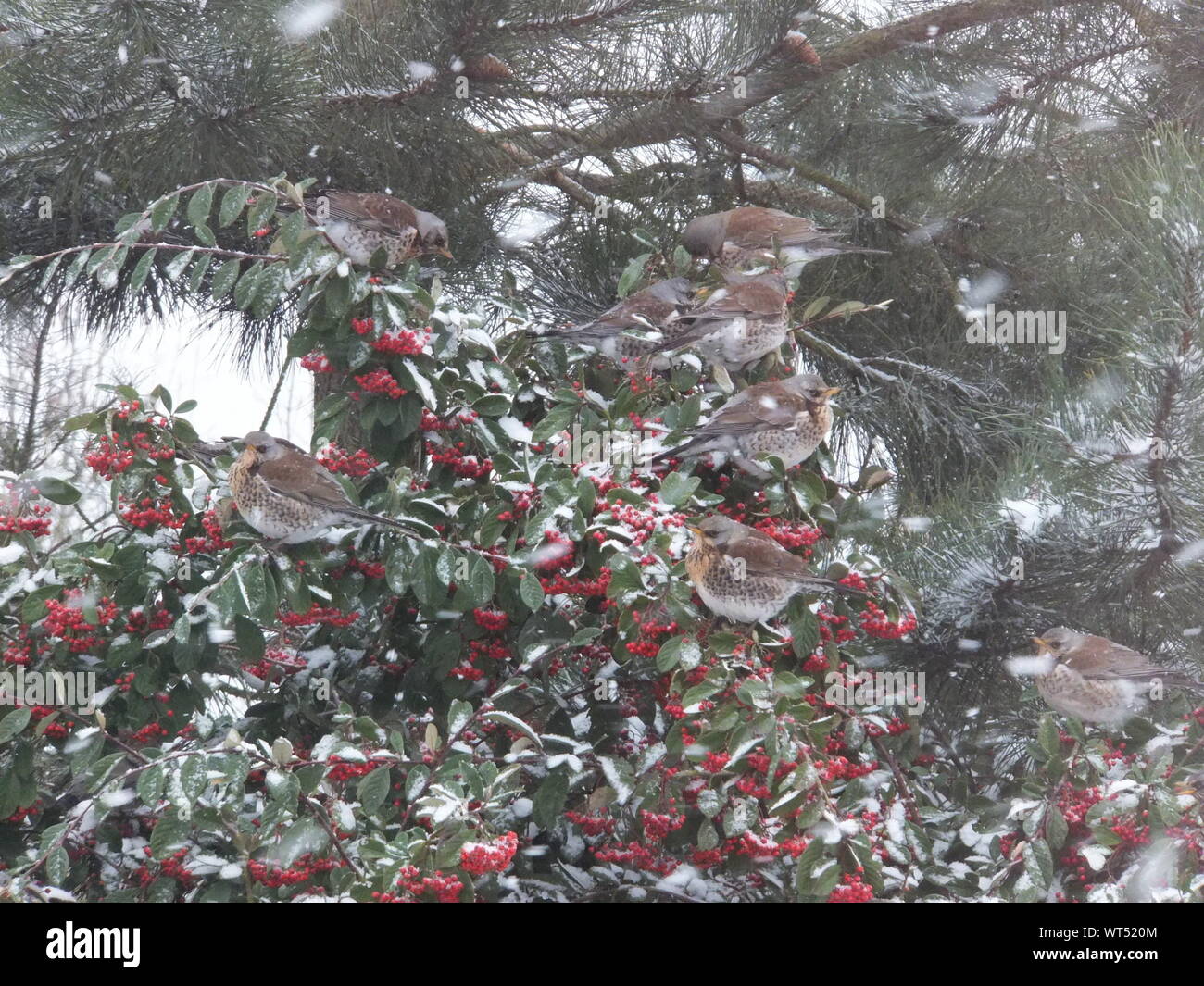High Angle View Of Thrushes Perching On Berry Tree During Snowfall Stock Photo