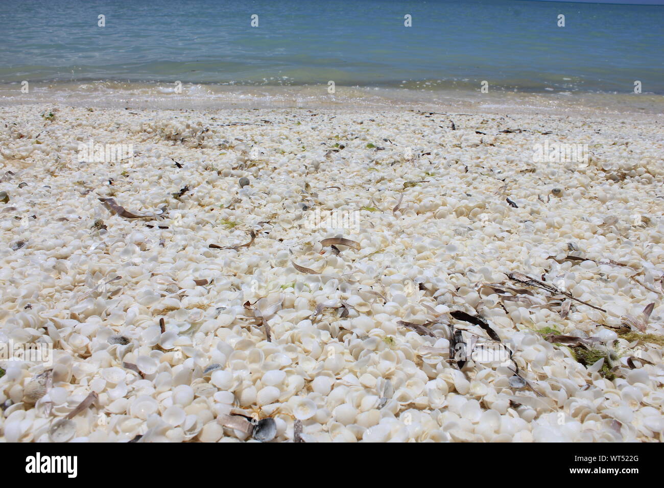Shell beach in Shark Bay, Western Australia. Beach made of shells instead of sand, because of the high salinity, the mollusc live only for 18 months. Stock Photo