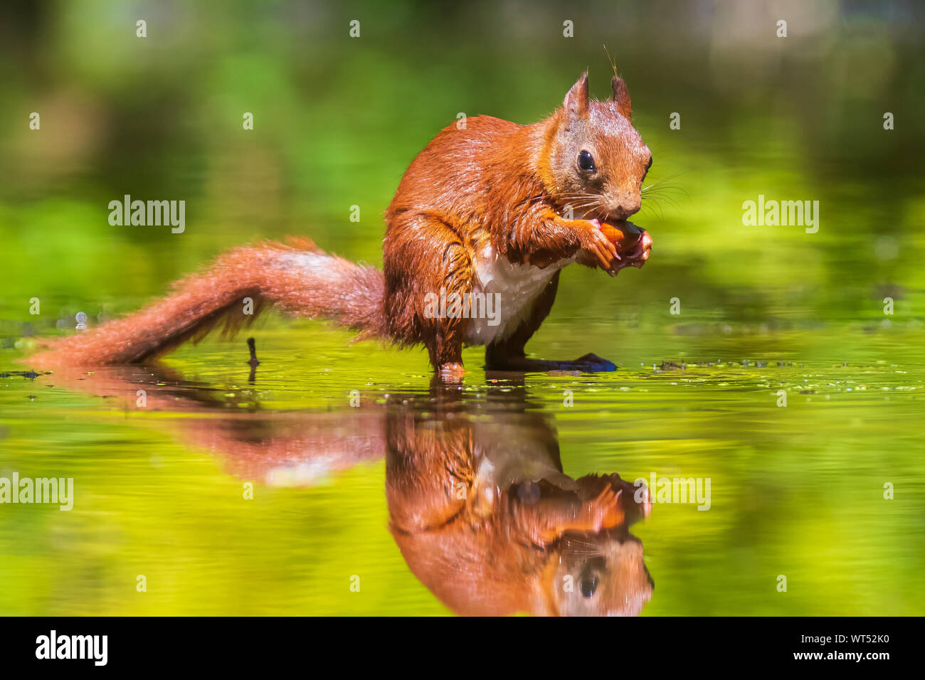 Beautiful Eurasian red squirrel, Sciurus vulgaris, drinking and foraging in water with reflection. Forest wildlife, selective focus, natural sunlight. Stock Photo