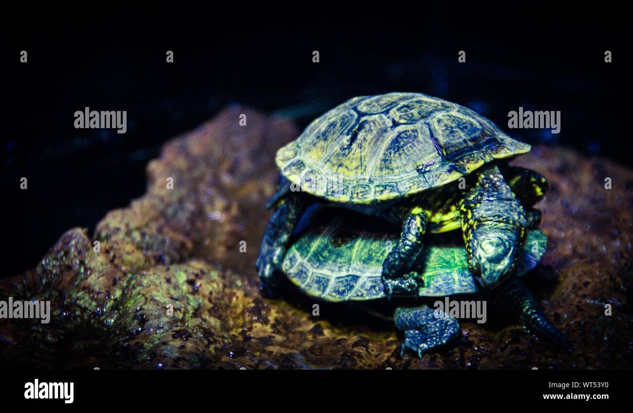 Turtles Mating High Resolution Stock Photography and Images - Alamy