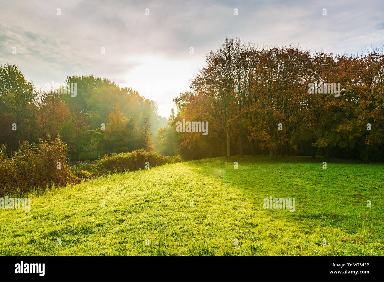 Sun rays through trees hi-res stock photography and images - Alamy