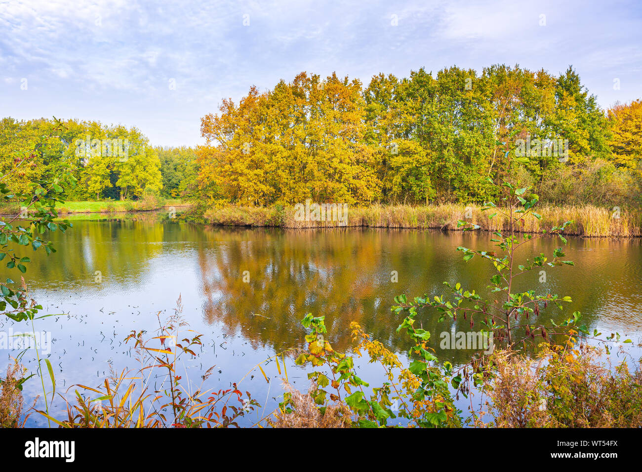 Autumn colored trees in a forest with bright sunlight, small stream and ...