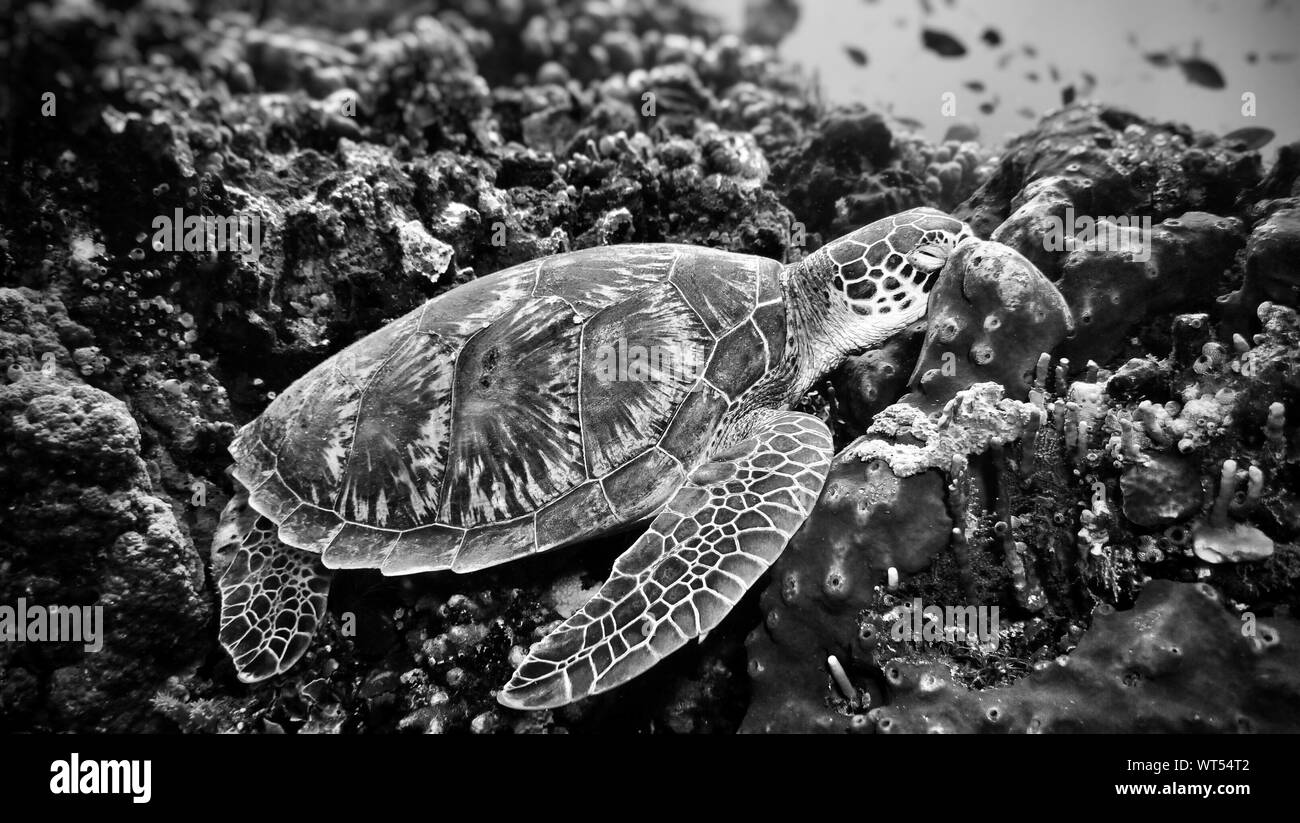 Sea Turtle Photography Black And White